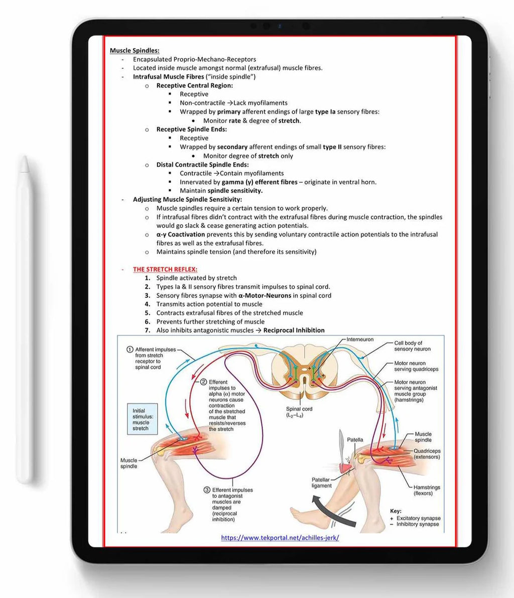 The Musculoskeletal System