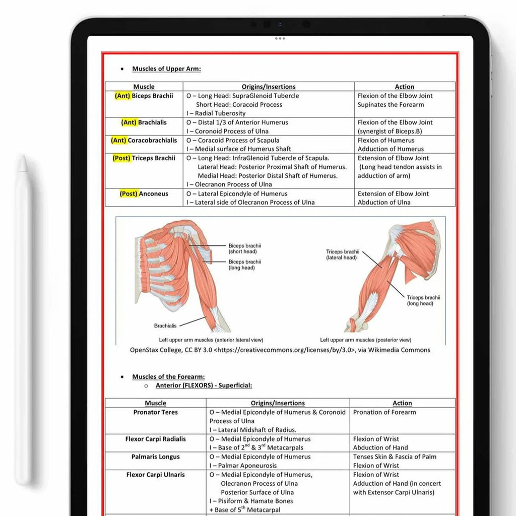 Cardiovascular Notes