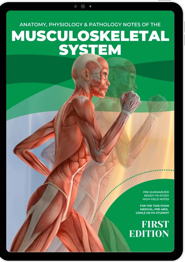 The Musculoskeletal System